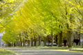 The Hokkaido university